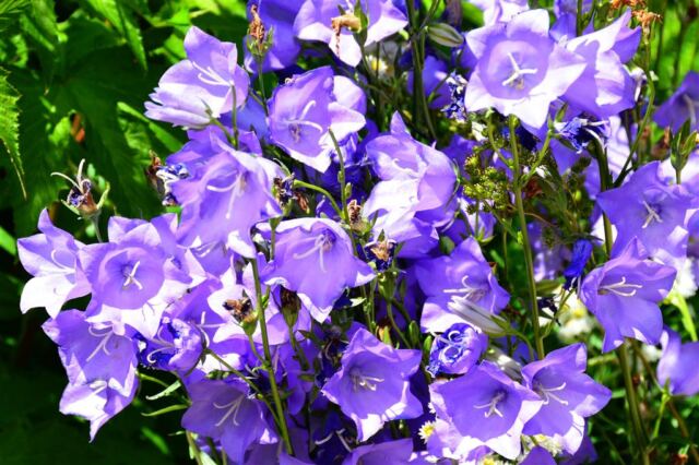 Betty Ford gardens (3)