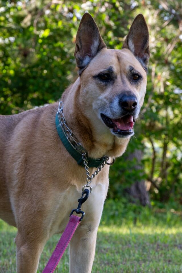 Lake dogs 04