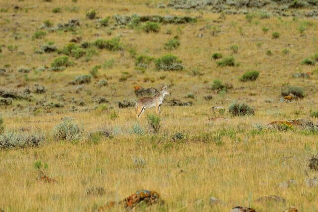 Coyote in National Elk Preserve (1)