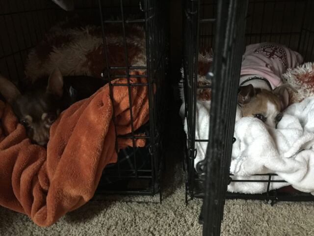 Winston-and-Kate-Thunder-Buddies