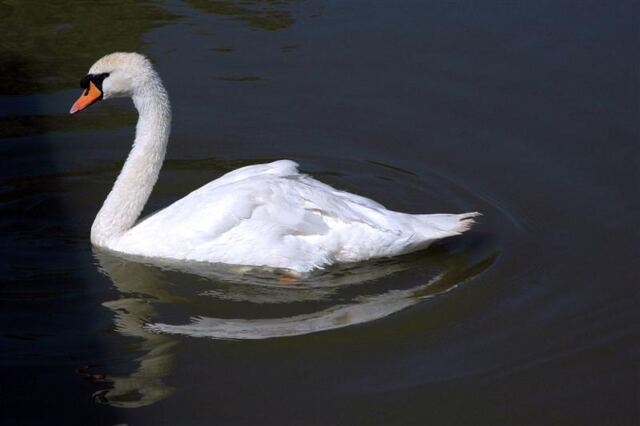 Stratford swan
