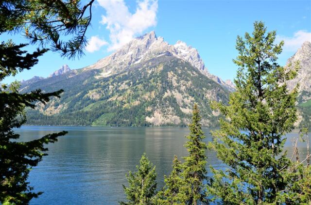 Tetons through the trees
