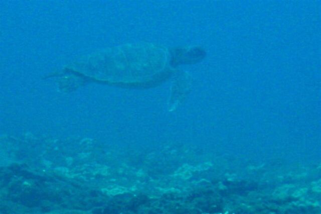 Napali diving -  sea turtle (2)