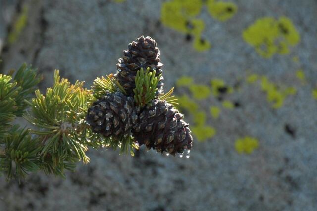 Pine cone with morning dew (2)