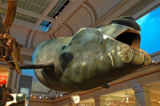 Big whale