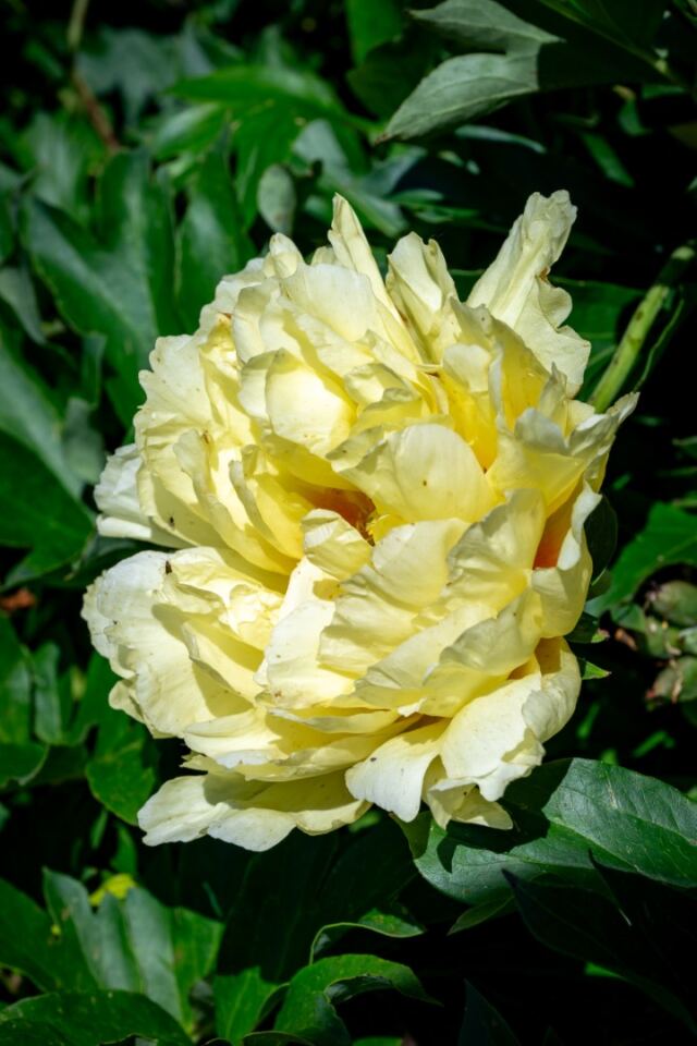 Bishop's Garden 16