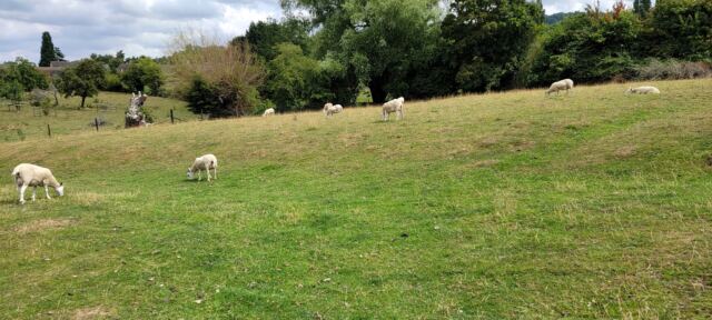 Cotswold Way sheep encounters (08)