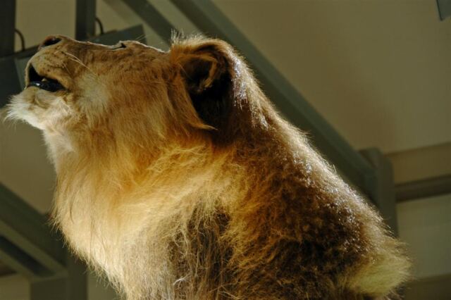 Roar