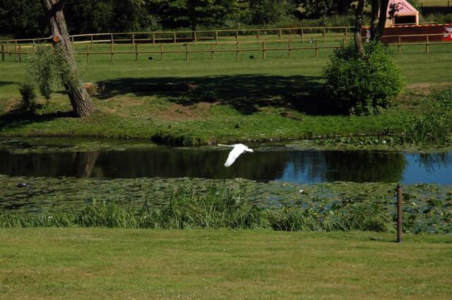Warwick swan on River Avon (2)