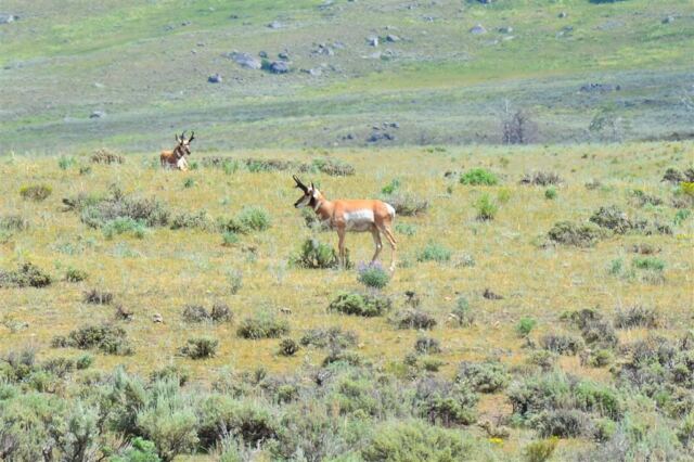 Lamar Valley Pronghorn (1)