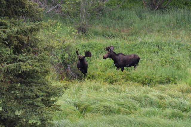 Moose (18)