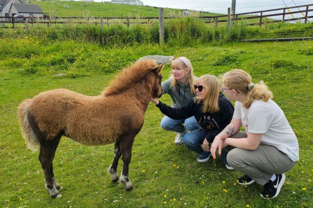 The Shetland Pony Experience 47