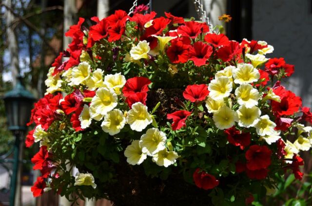 More colorful Vail flowers