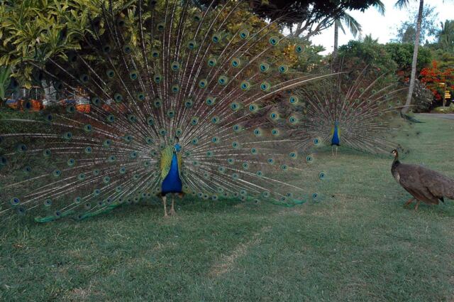 Strutting peacocks (4)
