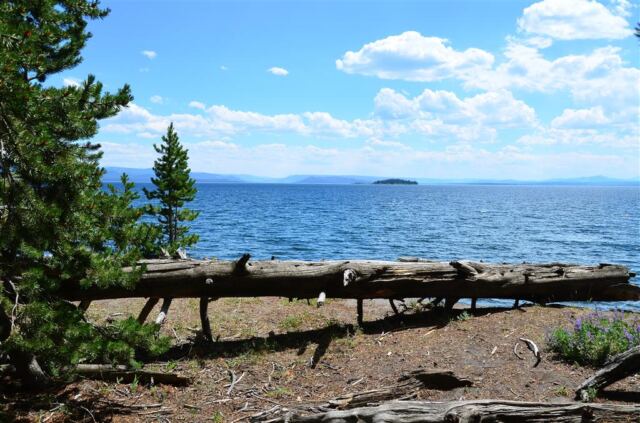 Lake Yellowstone (4)