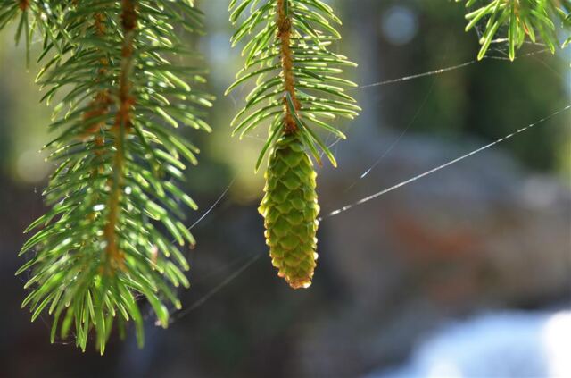Nascent pine cone and spider webs