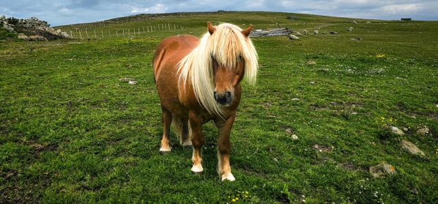 The Shetland Pony Experience 13