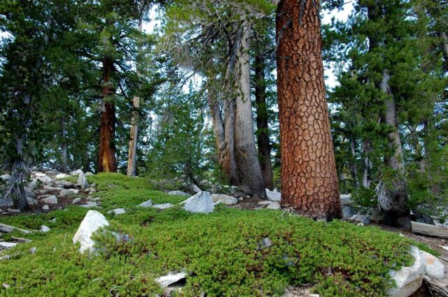 Pockets of green