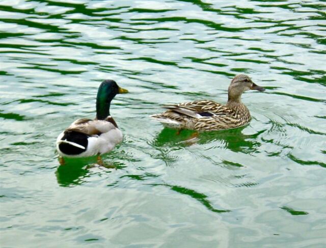 ducks-