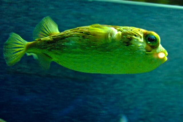 Puffer fish