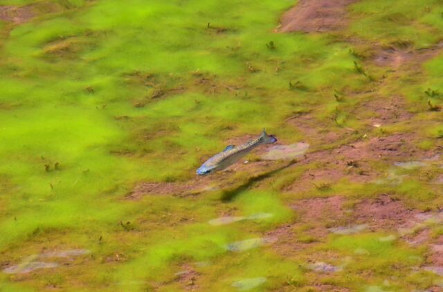 Maroon Lake trout