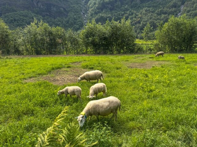 Skjolden sheep 01