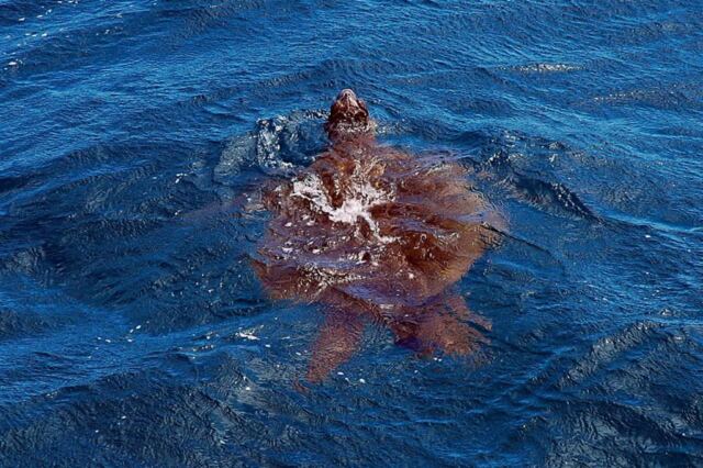 Sea turtle pokes her head out