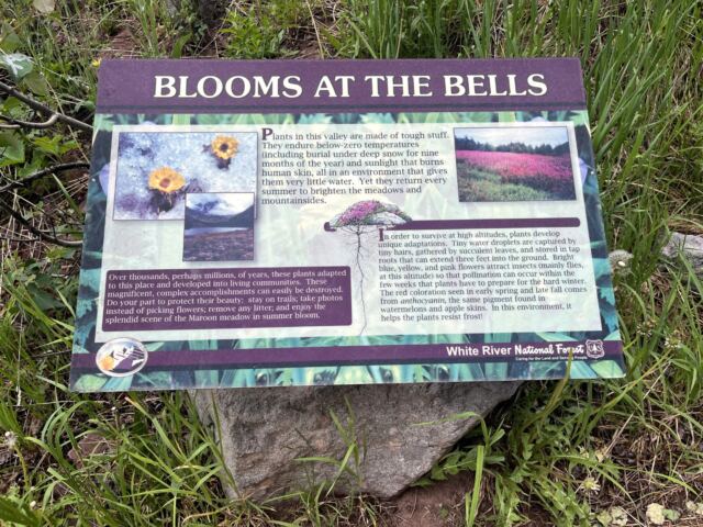 Blooms at the Bells