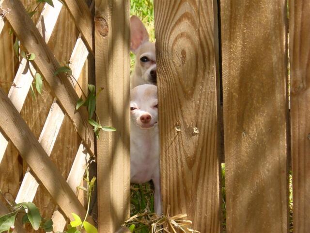 nina-and-bambi-peeking-through-the-fence