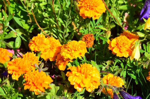 Rustic Inn - flowers (5)