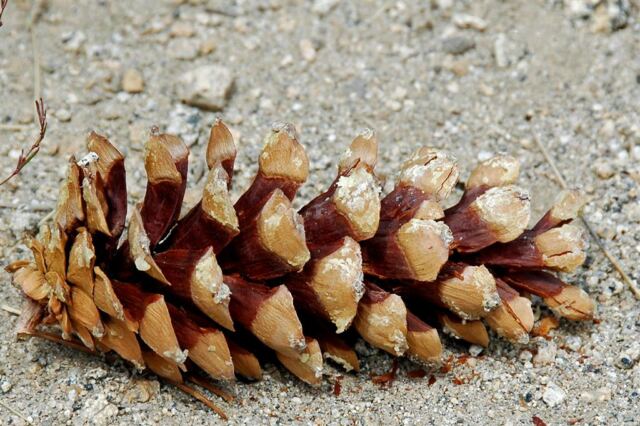 Many parts of a pine cone ARE edible