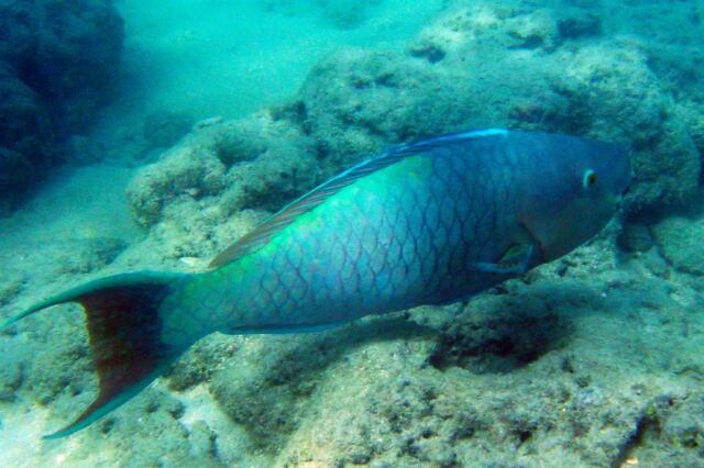 Snorkeling - fish (6)