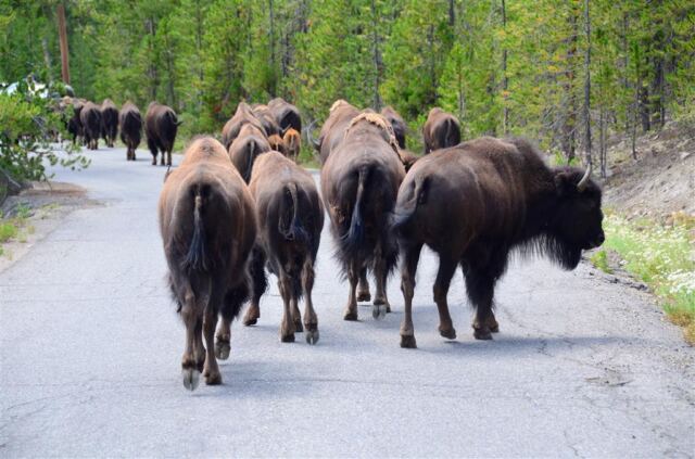 Bison Encounter (16)