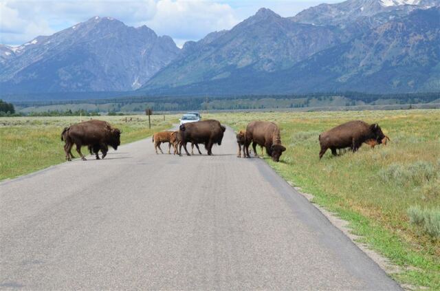 Mormon Row bison (3)