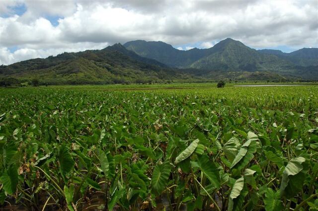 Taro fields in Hanalei Valley (2)
