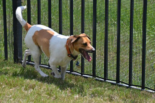 pippa-fence-patrol