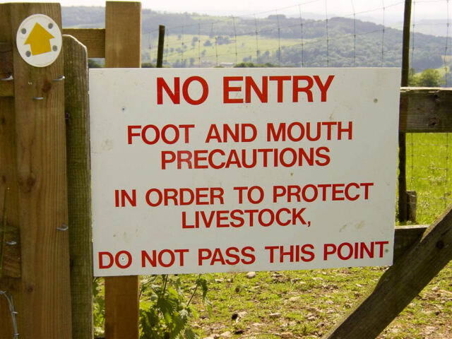 Foot and mouth