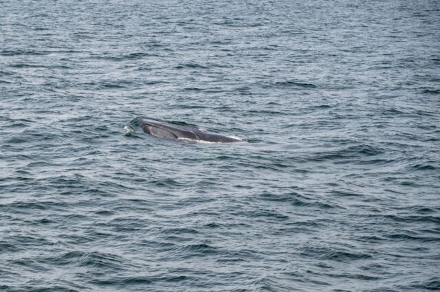Cape Cod fin whales 03