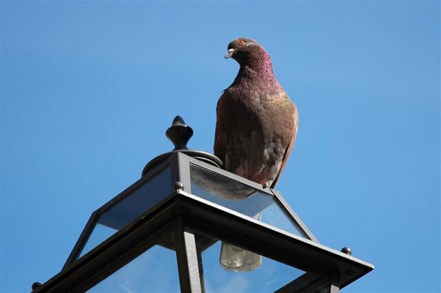 Firenze pigeon
