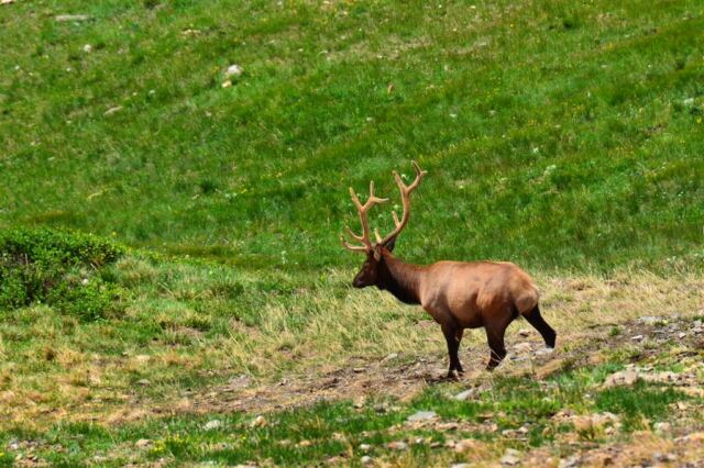 Close-by bull elk (2)
