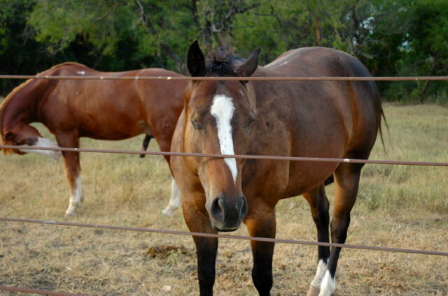 equine-spectators