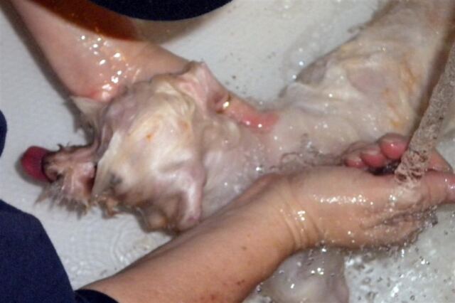 coy-v-skunk-bath-3