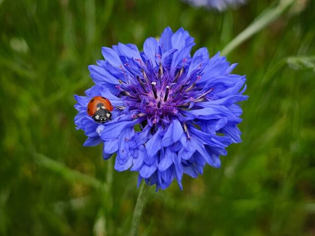 Ladybug 1