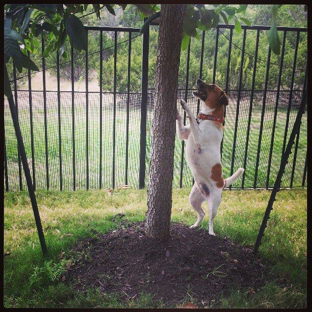 pippa-chasing-nutsy-up-a-tree