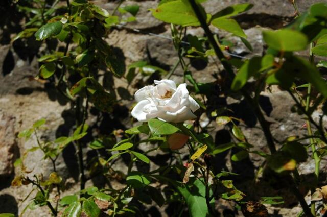English rose