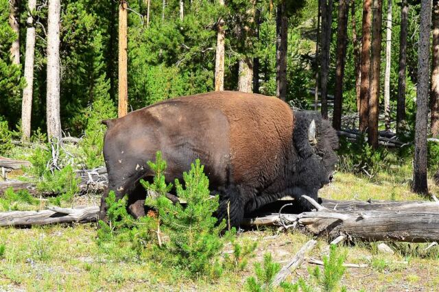 Yellowstone bison in a roadside rest stop (12)
