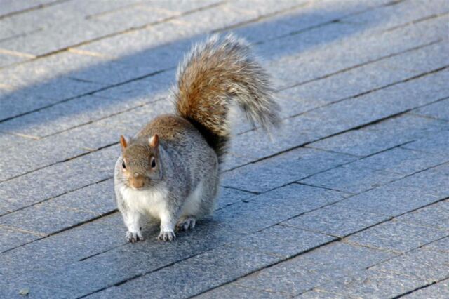 Squirrel (1)