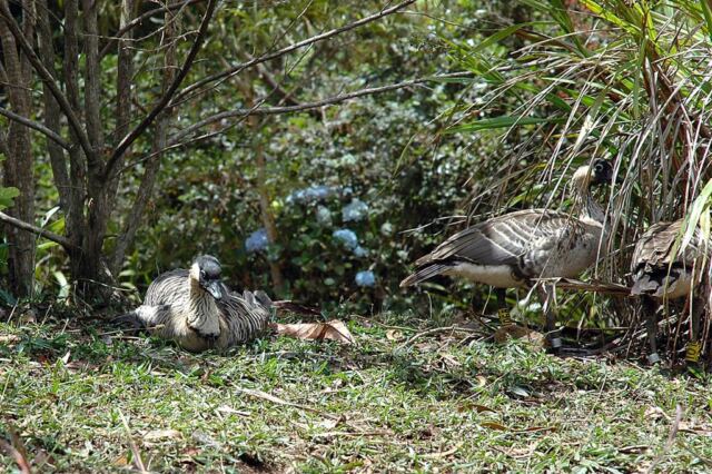 Nenes in the bushes (3)