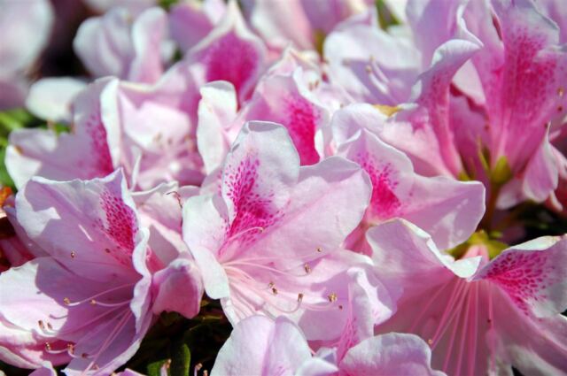 Jackson Square flowers (3)