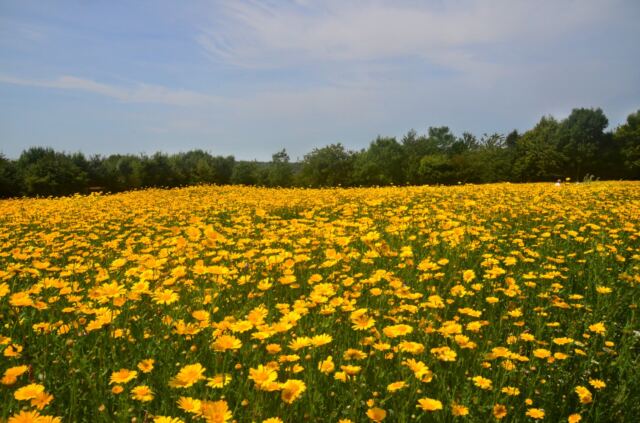 Cotswold Lavender - yellow flowers (2)